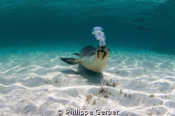 Australian sea lion (IUCN endangered species) making bubb... by Philippe Gerber 